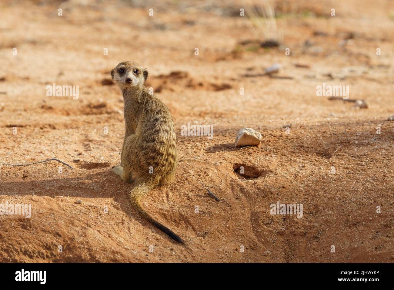 Baby Erdmännchen schaut zurück über seine Schulter. Suricate suricatta. Kalahari, Transfrontier National Park, Südafrika Stockfoto