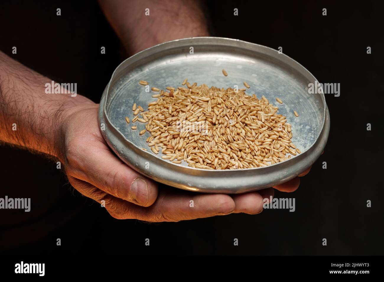 Nahaufnahme der männlichen Hände, die eine kleine Menge Weizenkerne halten. Mangel an Nahrung und Hunger-Konzept Stockfoto