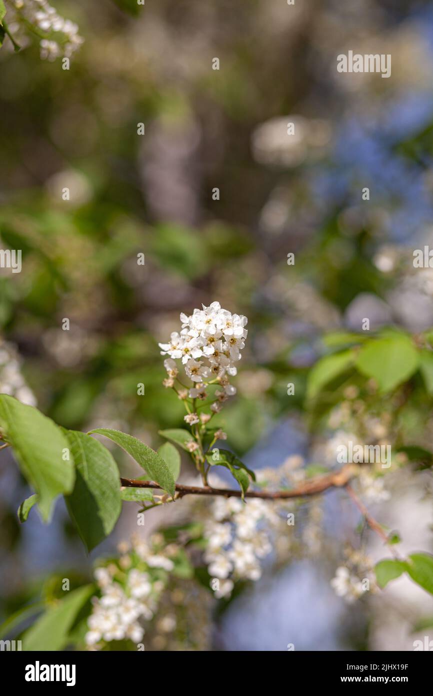 Vogelkirschblütenzweig auf abstraktem, unscharfem Hintergrund. Stockfoto