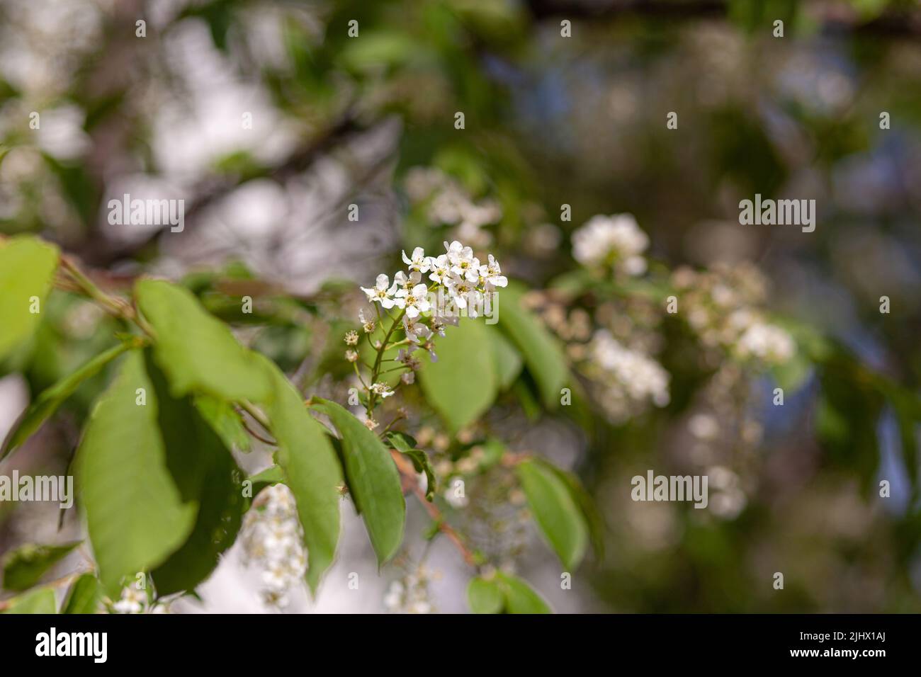 Vogelkirschblütenzweig auf abstraktem, unscharfem Hintergrund. Stockfoto