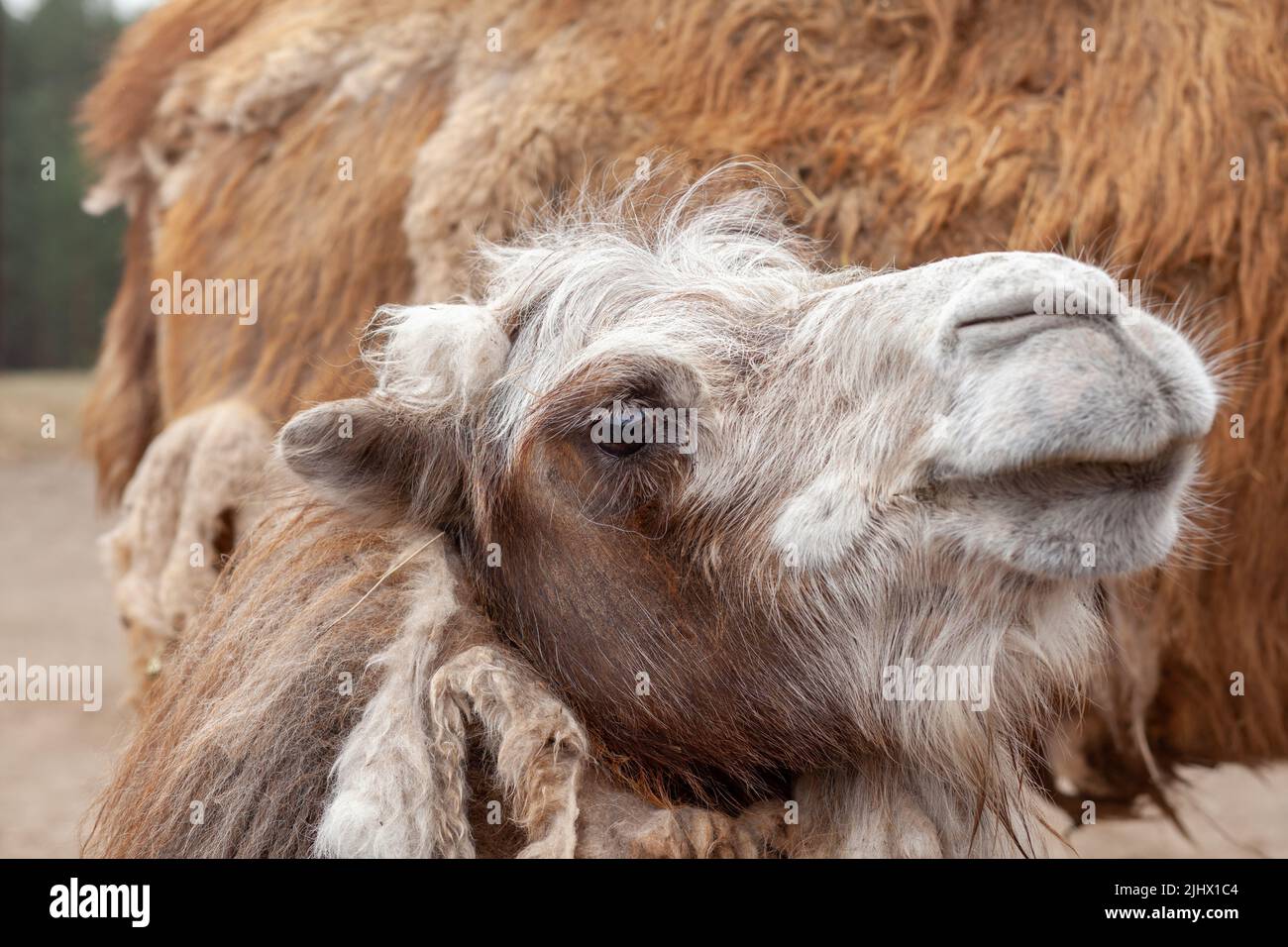 Nahaufnahme des Kopfes eines Kamels. Kamele auf der Tierfarm. Stockfoto