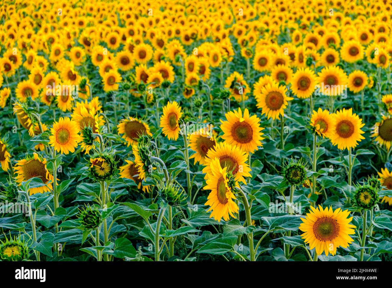 Sonnenblumenfeld in der goldenen Stunde mit launischer Sonneneinstrahlung Ende Juli mit viel Sonnenlicht in der Nähe von Frankfurt, Deutschland. Landschaftliche Schönheit in Deutschland Stockfoto