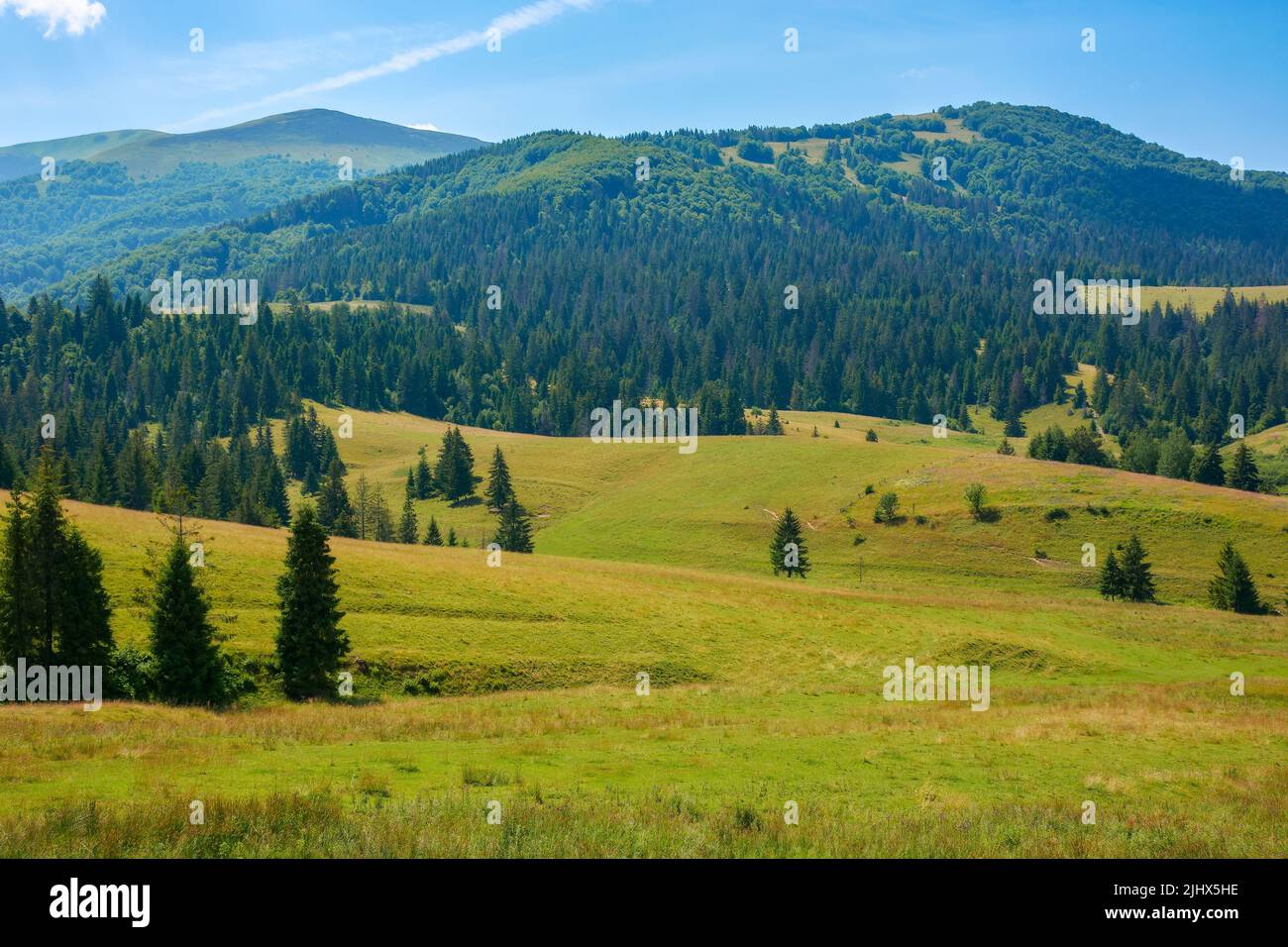 Bergige ländliche Landschaft im Sommer. Grüne Wiesen auf dem Hügel am Wald. Wunderbares sonniges Wetter. Ökotourismus in den karpaten Stockfoto