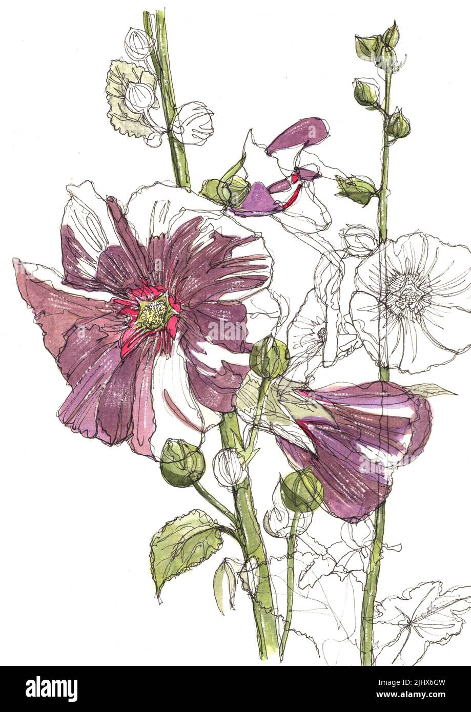 Eine Linie und Aquarell-Illustration von violetten Hollyhocks auf weißem Hintergrund. Stockfoto