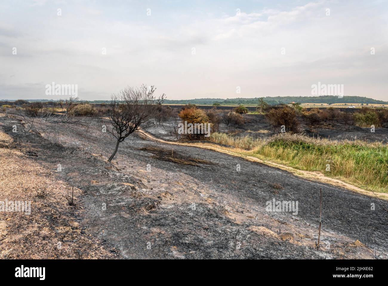 Während der Hitzewelle vom Juli 2022 wurde die Heide im Snettisham Country Park am Ostufer der Wash durch das Feuer zerstört. Stockfoto