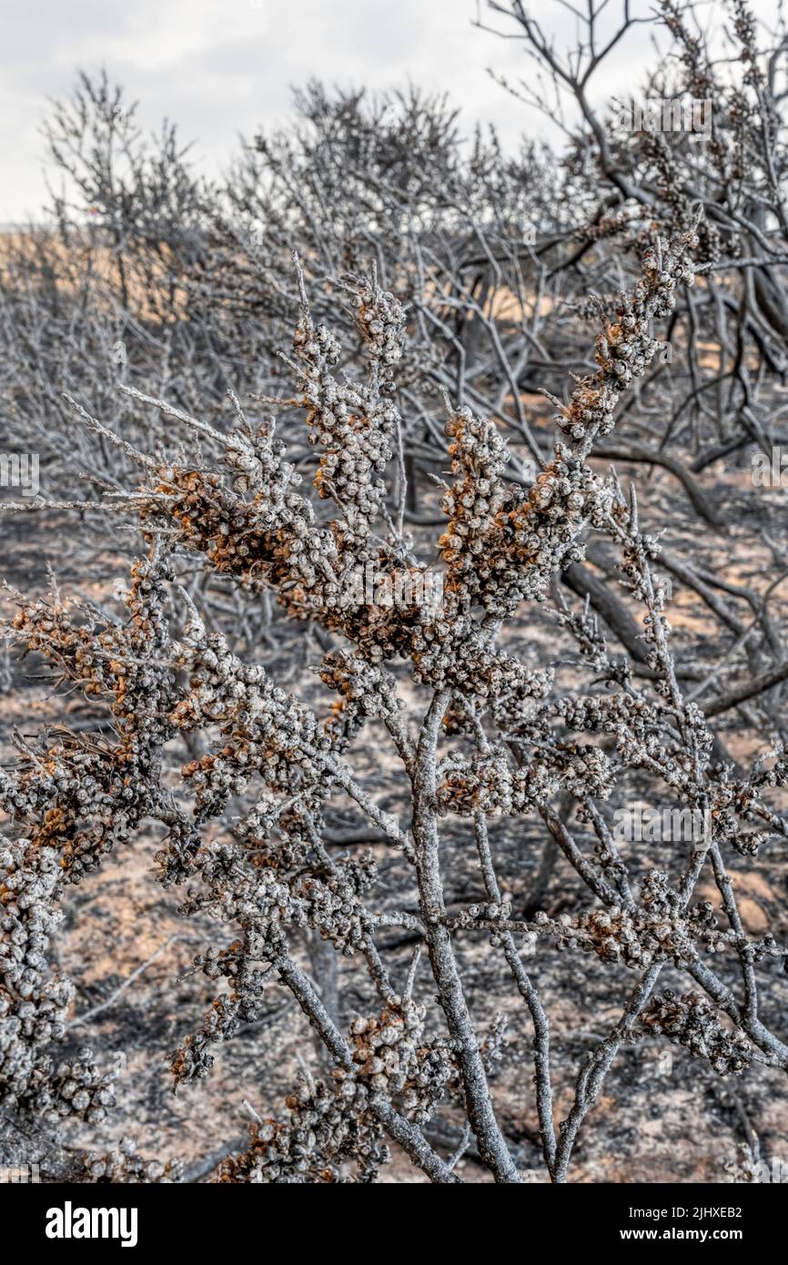 Sanddorn, Hippophae rhamnoides, brannte während der Hitzewelle vom Juli 2022 beim Feuer im Snettisham Country Park am Ostufer der Wash. Stockfoto
