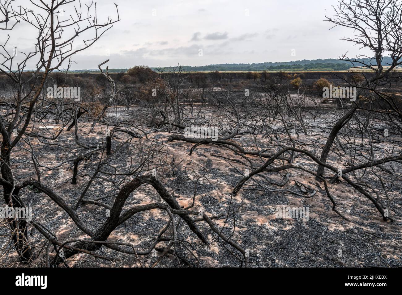 Während der Hitzewelle vom Juli 2022 wurde die Heide im Snettisham Country Park am Ostufer der Wash durch das Feuer zerstört. Stockfoto