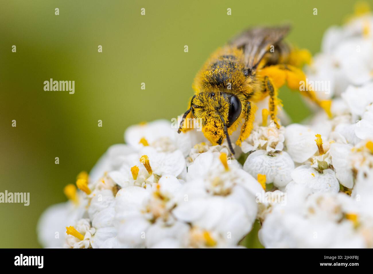 Britische Tierwelt: Weibliche Colletes Biene, mit Pollen bedeckt, mit Schafgarben-Blüten (Achillea millefolium), West Yorkshire Stockfoto