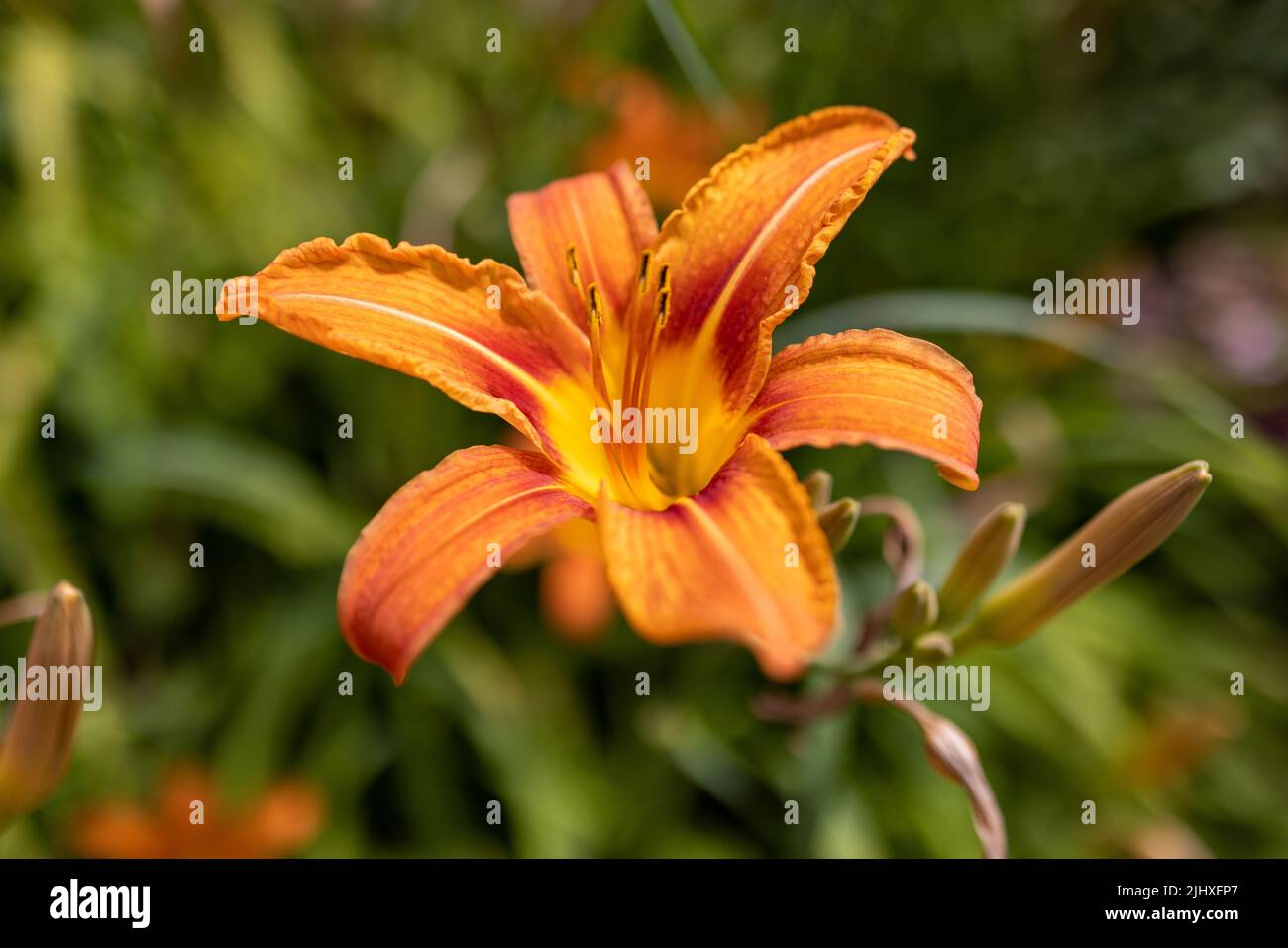Eine orangefarbene Tageslilie vor grünem Hintergrund Stockfoto
