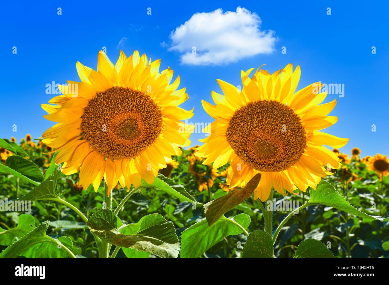 Zwei Sonnenblumen an einem blauen Himmel mit einer weißen Wolke an einem hellen, sonnigen Tag. Schöne Aussicht auf Sonnenblumenfeld in den Farben der ukrainischen Flagge Stockfoto