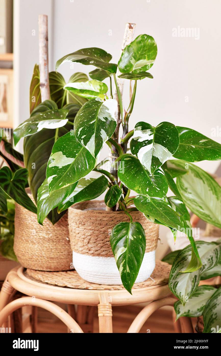 Tropische Zimmerpflanze 'Philodendron White Princess' mit weißer Farbvariante und Flecken im Korbtopf auf dem Tisch Stockfoto