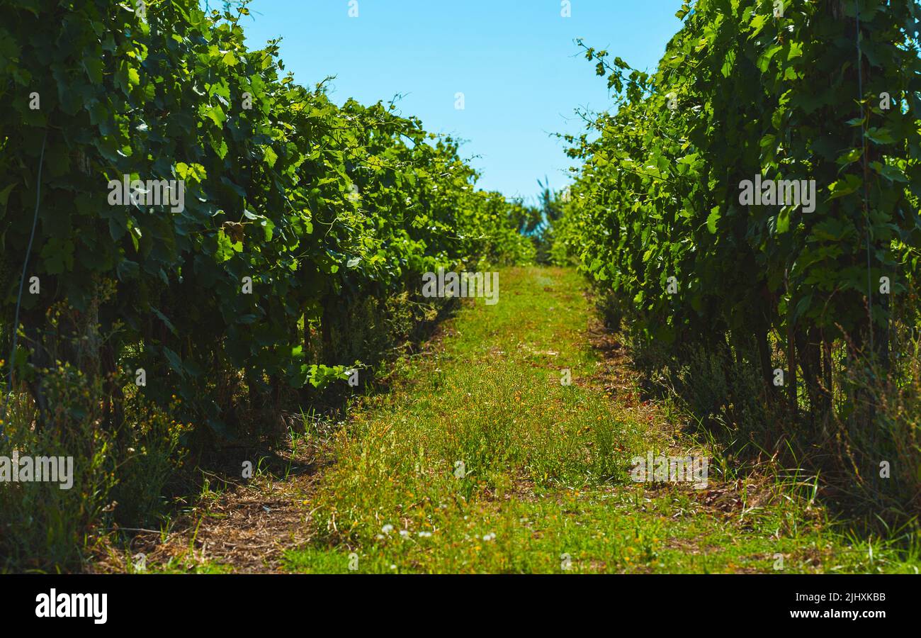Schöne Weinberge unter heißer Sonne in Kampanien, Italien. Stockfoto