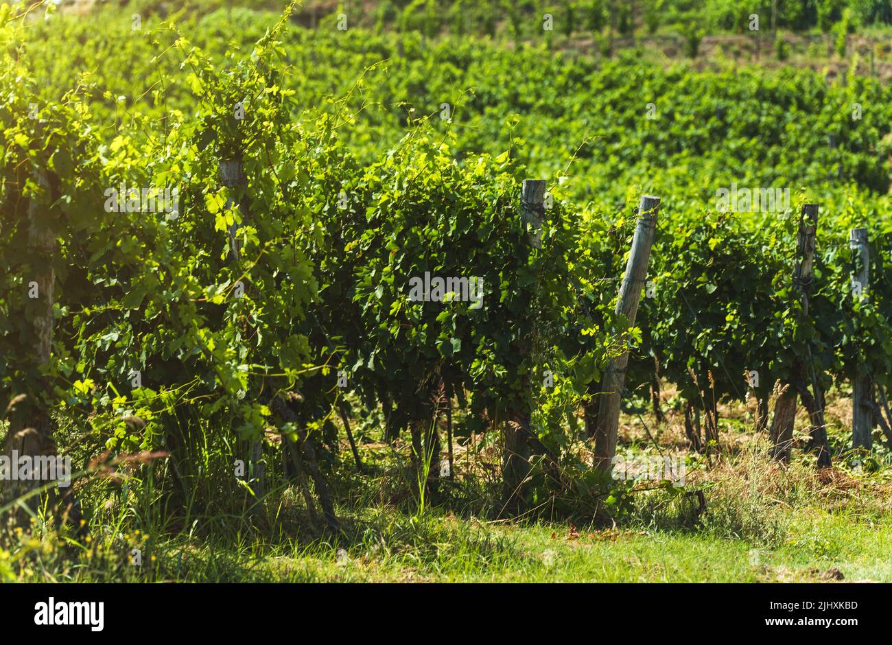 Schöne Weinberge unter heißer Sonne in Kampanien, Italien. Stockfoto
