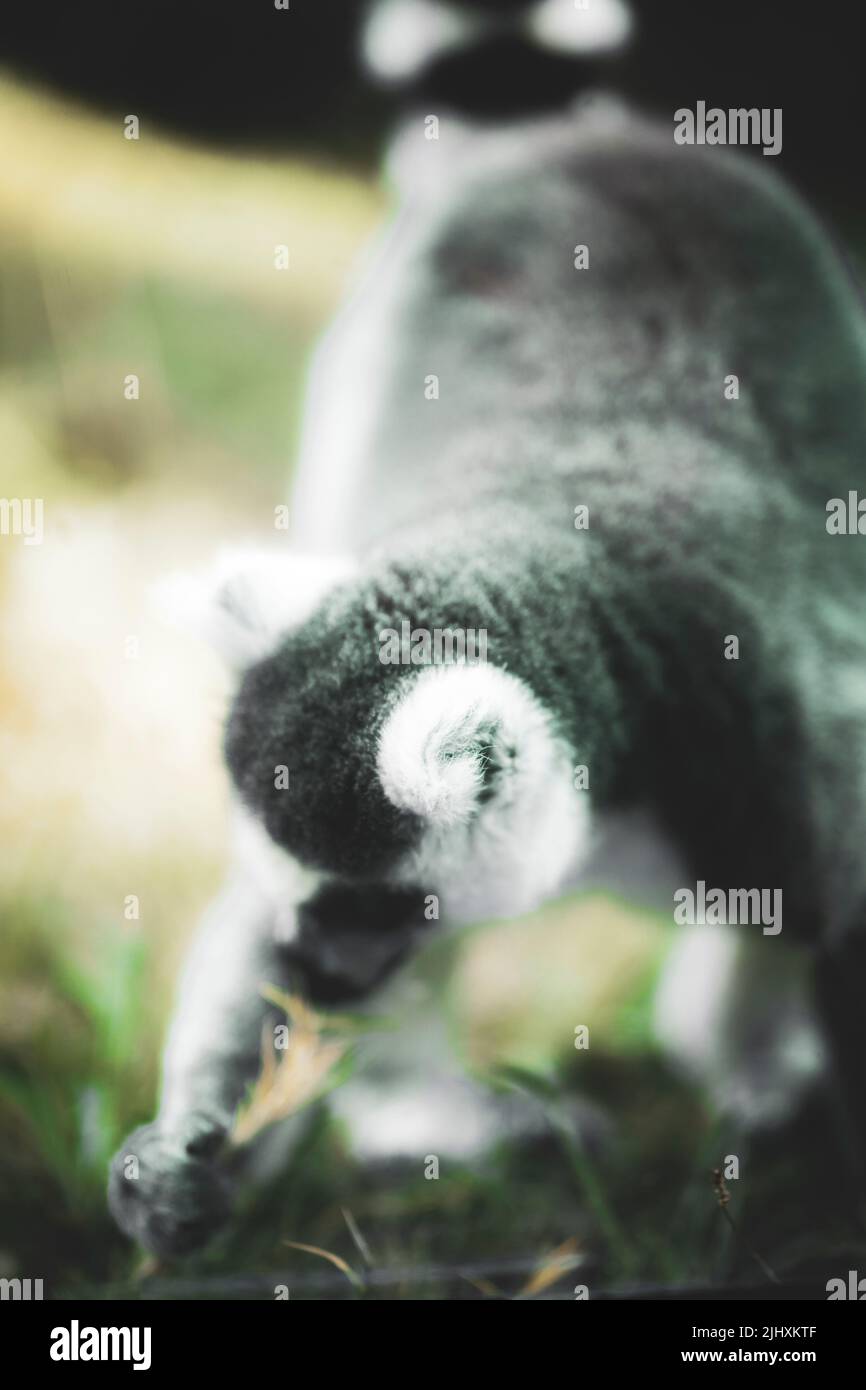 Ein selektiver Fokus eines Husky Hundes im Freien Stockfoto