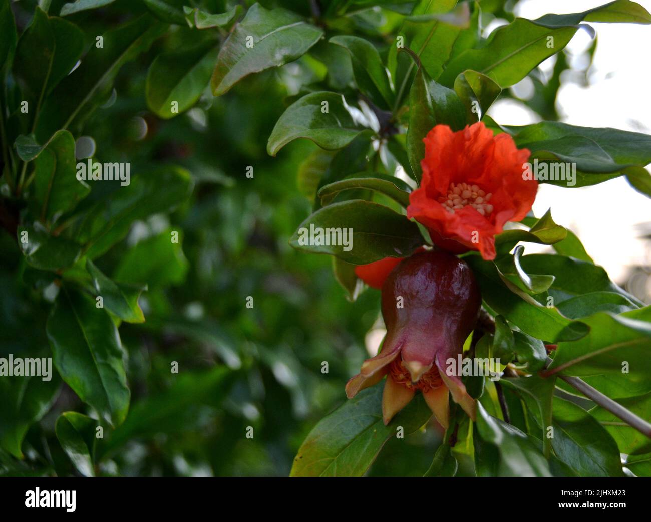 Ein Paar kleine rote Granatapfelblüten, die auf dem Baum reifen Stockfoto