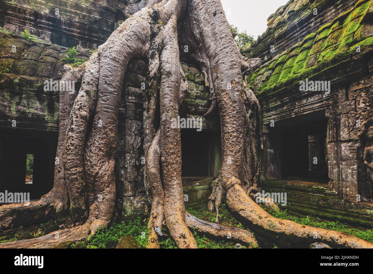 Baumwurzeln wachsen über Ta Prohm Khmer Tempel, Siem Reap, Kambodscha Stockfoto