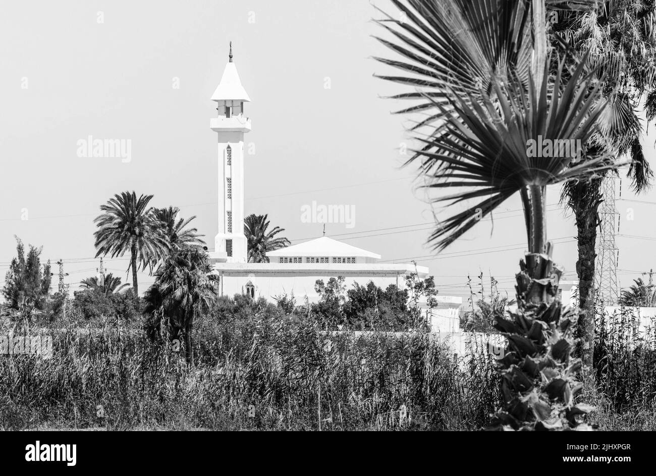 Eine natürliche Szene einer Moschee zwischen Bäumen und Pflanzen Stockfoto