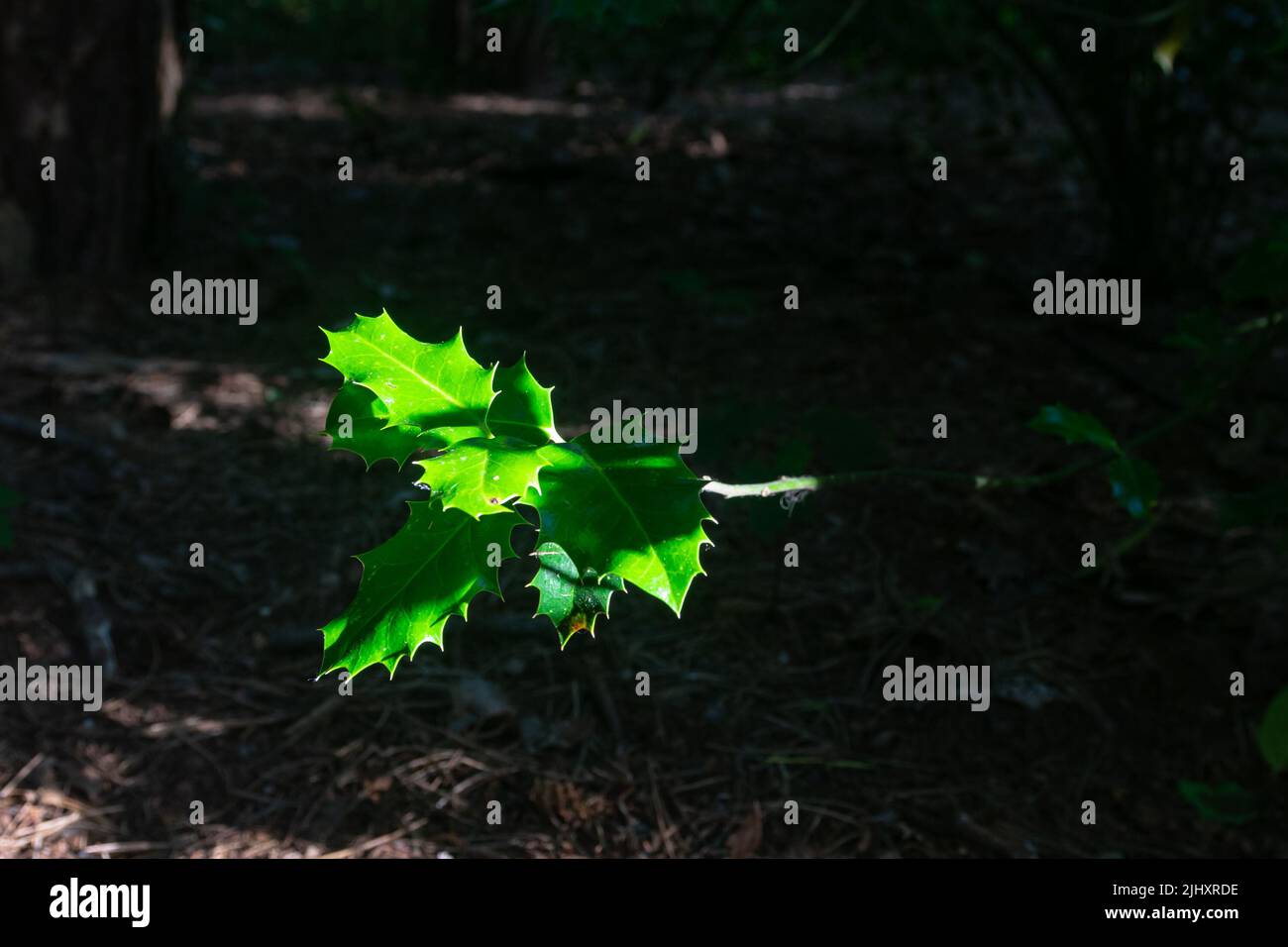 Das Blatt einer Stechpalme (Ilex aquifolium) wird während des Sonnenaufgangs von der Sonne beleuchtet Stockfoto