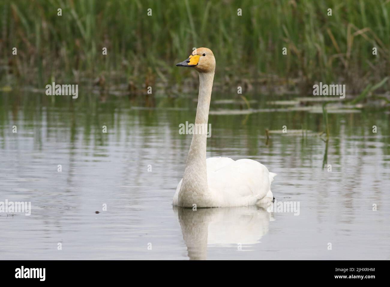 Ein anmutiger weißer Whooper Swan (cygnus cygnus), der auf einem Kanal im Lower Derwent Valley, East Yorkshire, schwimmt, mit Schilf im Hintergrund. Stockfoto