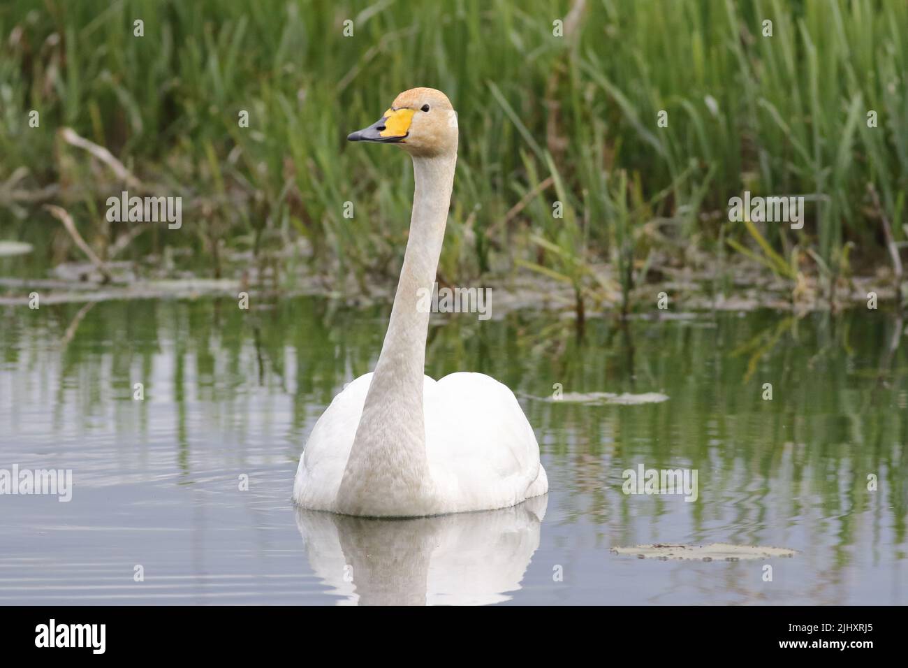 Ein anmutiger weißer Whooper Swan (cygnus cygnus), der auf einem Kanal im Lower Derwent Valley, East Yorkshire, schwimmt, mit Schilf im Hintergrund. Stockfoto