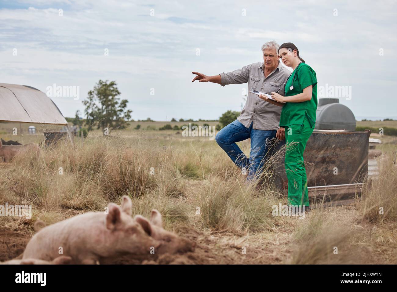 Tierärzte und Landwirte arbeiten eng zusammen. Ein Tierarzt spricht mit einem reifen Mann auf seinem Hof. Stockfoto