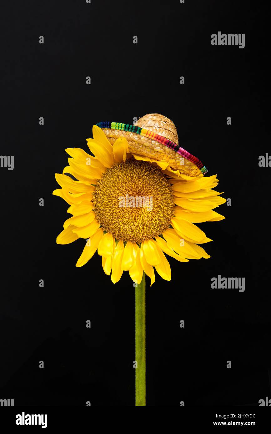 Sonnenblume mit Sombrero isoliert auf dunklem Hintergrund. Abstraktes Minimalkonzept für den Sommer. Rechteck mit Kopierbereich Stockfoto