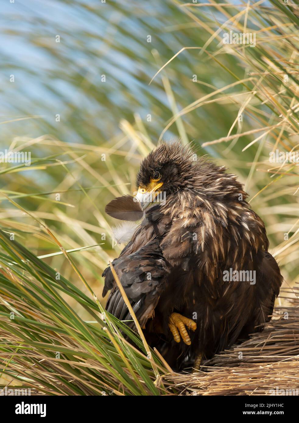 Nahaufnahme der jungen, gestreifte Caracara, die ihre Federn aufreibt, Falkland-Inseln. Stockfoto