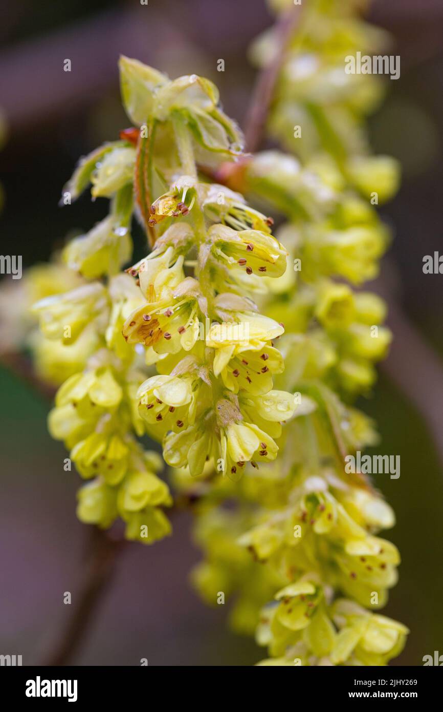 Corylopsis sinensis var. calvescens f. veichiana Stockfoto