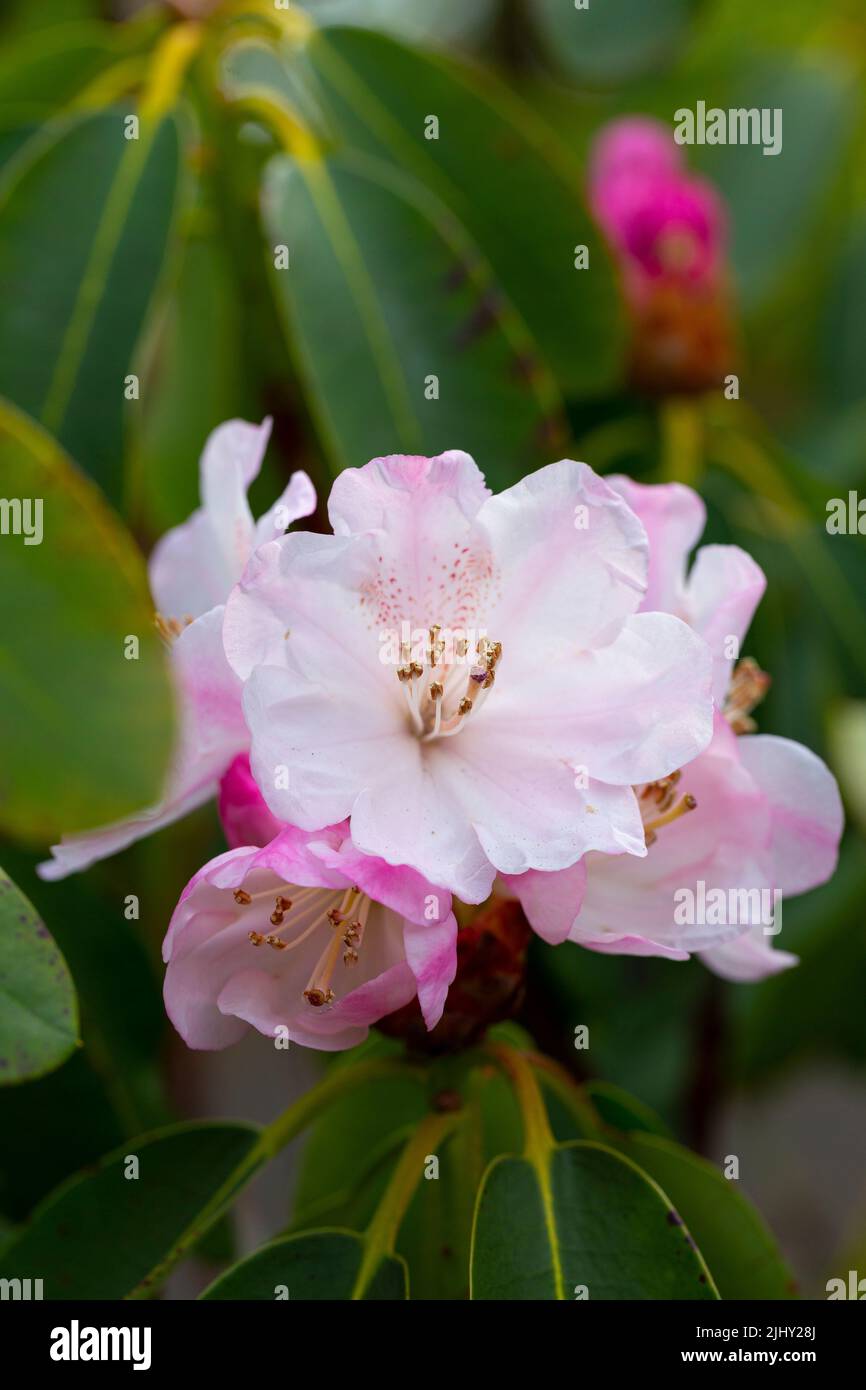 Blüten von Rhododendron decorum ssp. Decorum Stockfoto