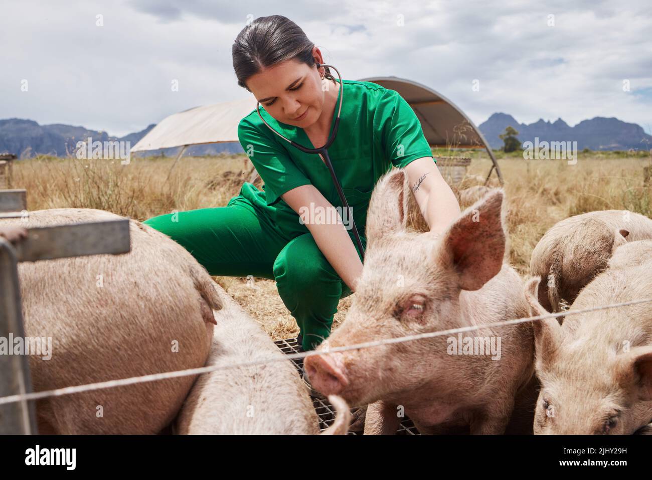 Die Prävention von Krankheiten ist genauso wichtig wie die Behandlung. Eine Tierärztin auf einem Bauernhof mit Schweinen. Stockfoto