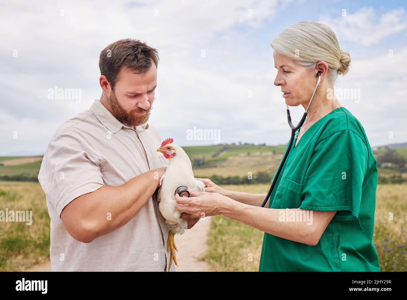 Durchführen einer vollständigen Gesundheitsbewertung. Ein Tierarzt, der ein Stethoskop verwendet, um ein Huhn auf einer Geflügelfarm zu beurteilen. Stockfoto