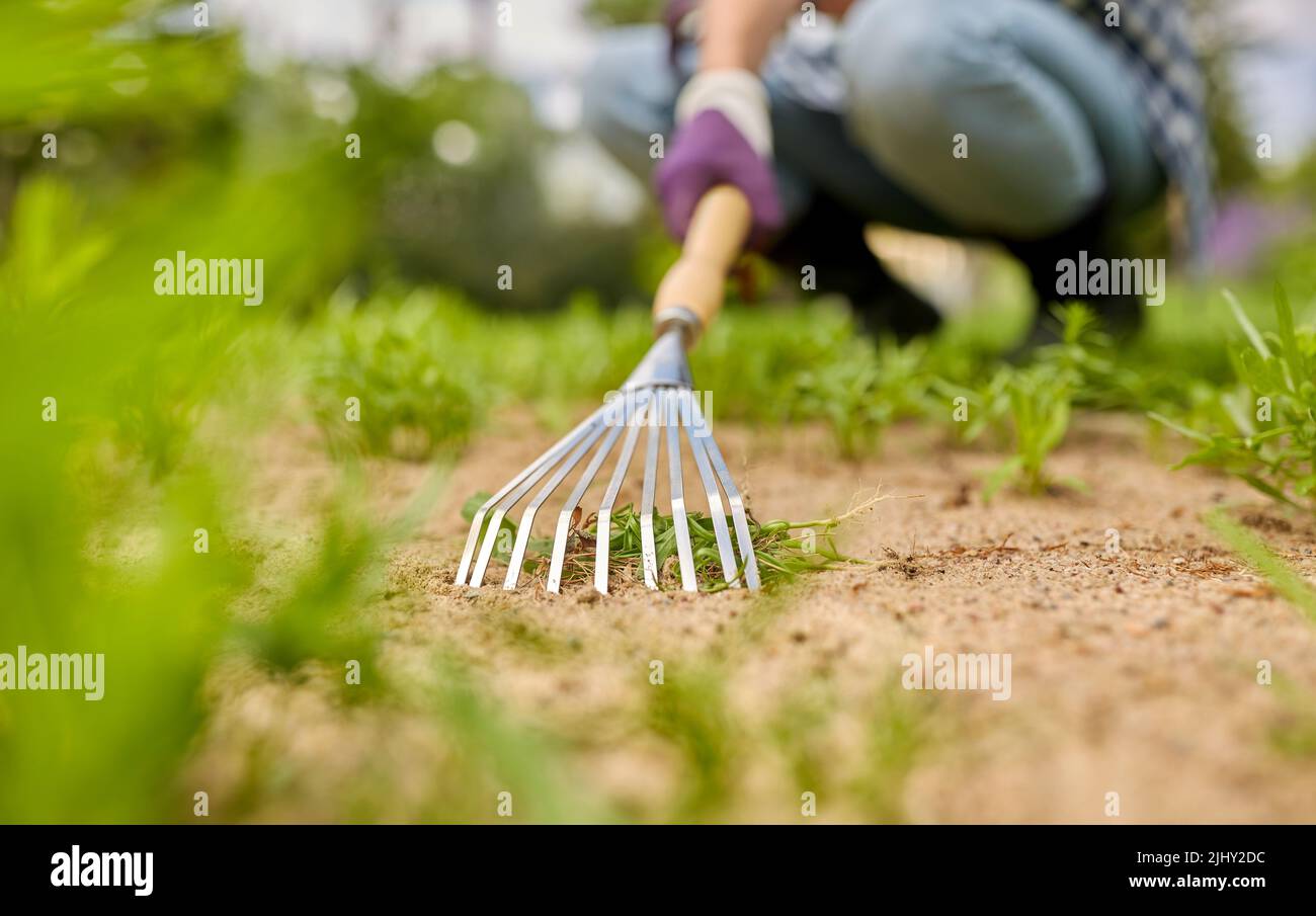 Frau, die im Sommergarten ein Blumenbett mit Rechen jäten kann Stockfoto