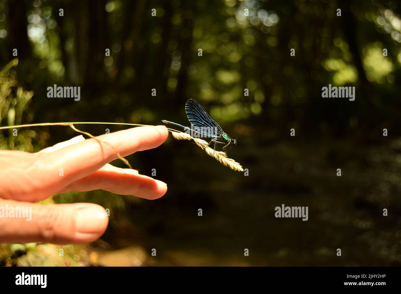 Nahaufnahme einer Frauenhand, die sich auf einem trockenen Grashalm mit Samen vor einem Bokeh-Hintergrund aus Grün und Bäumen zu einer blauen Libelle bewegt Stockfoto