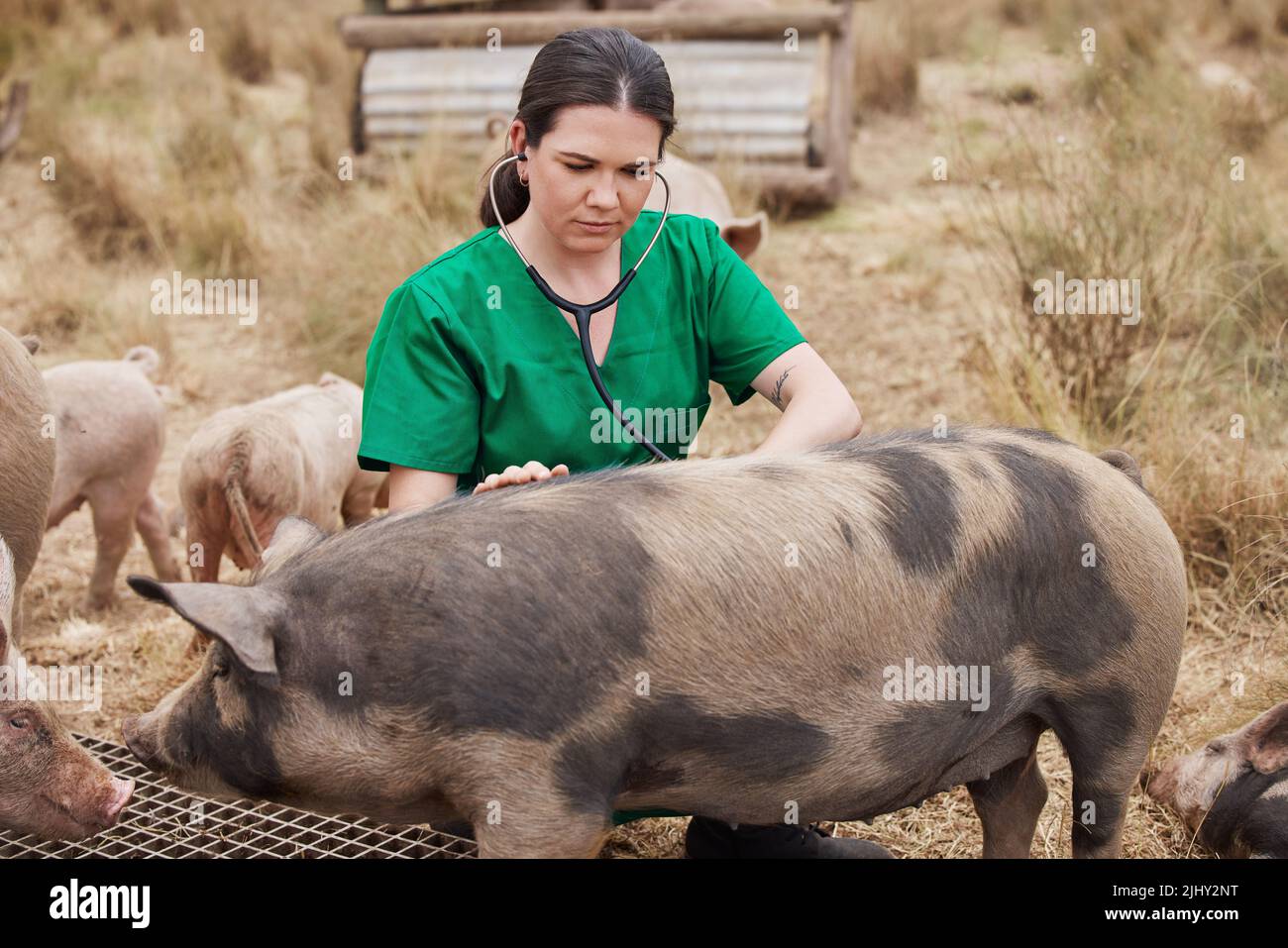 Eine Tierärztin auf einem Bauernhof mit Schweinen. Stockfoto