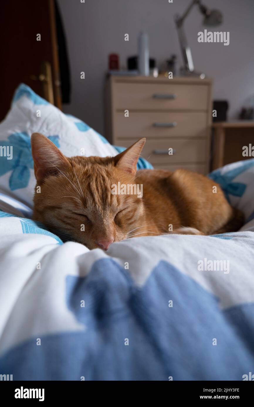 Süße schlafende Katze auf einer flauschigen Bettdecke Stockfoto