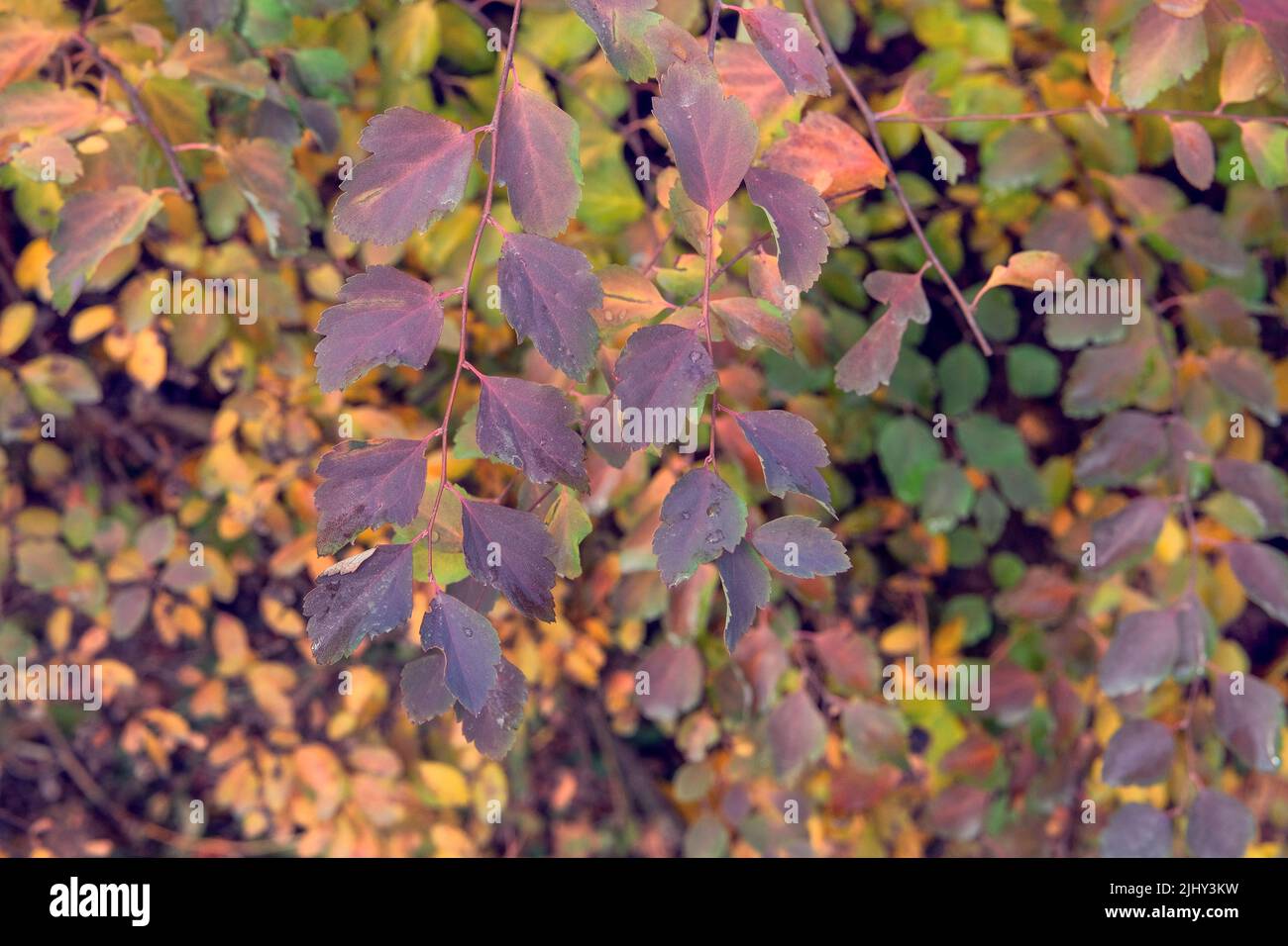Gelbe, orange, braune Blätter auf dem Boden in der Herbstsaison. Herbstpark der Stadt. Im Freien. Stockfoto