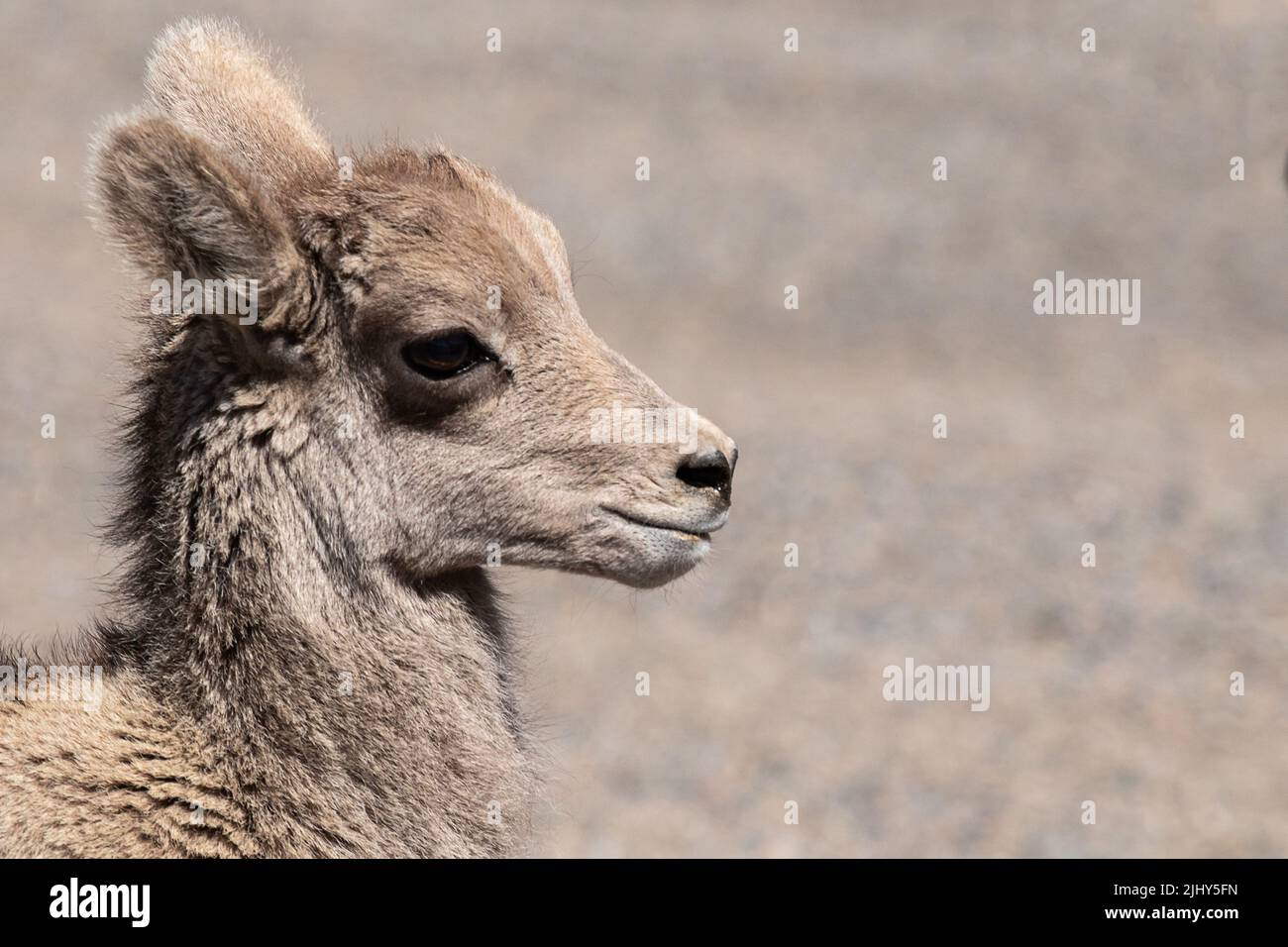 Portrait des Dickhornlamms vom Rocky Mountain Stockfoto