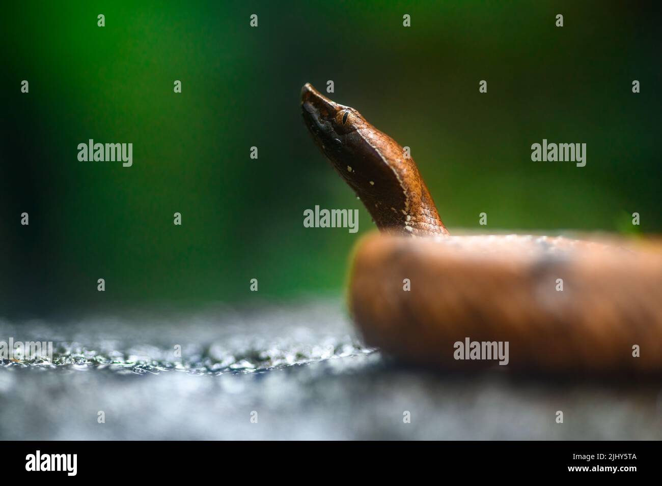 Kreatives Makroportrait eines Buckelnasen-Pit-Vipers mit geringer Tiefe und grünem Hintergrund Stockfoto
