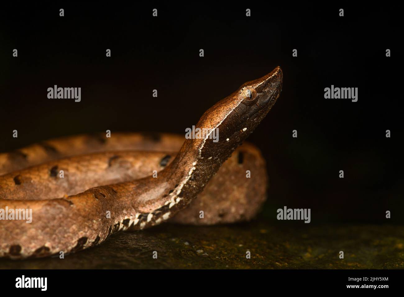Portrait von Buckelnasen-Pit Viper mit Seitenprofil und Kopfdetails Stockfoto