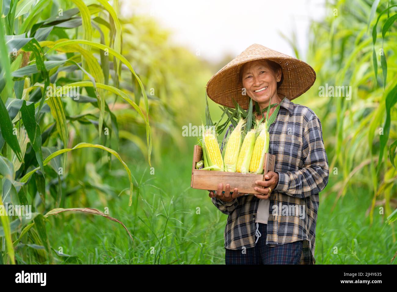 Asiatischer Bauer lächelt und hält eine Kiste gefüllt mit Zuckermais, die auf dem Maisfeld steht. Landwirtschaft. Stockfoto