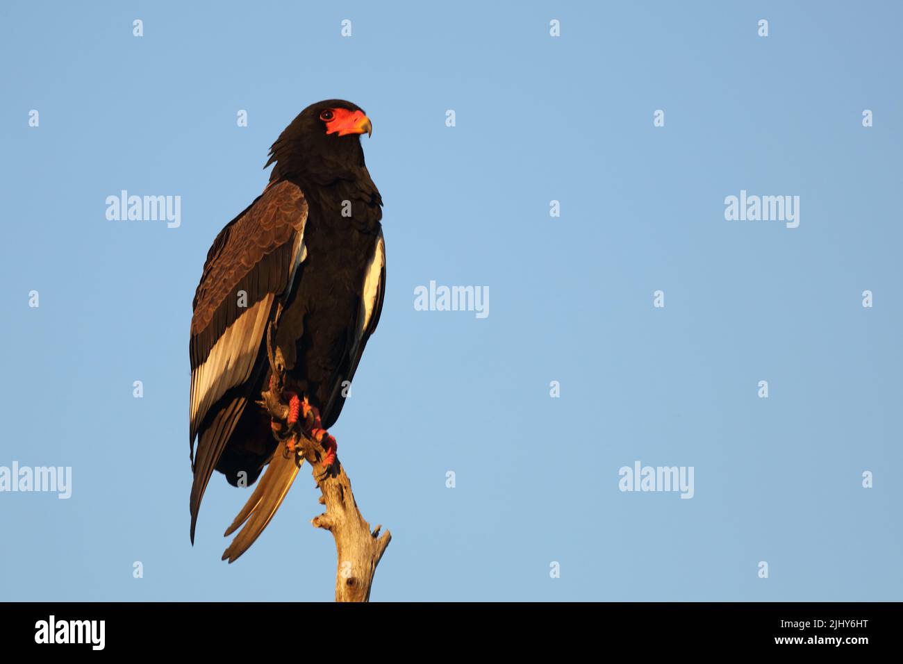 Gaukler Terathopius ecaudatus/Sie/ Stockfoto