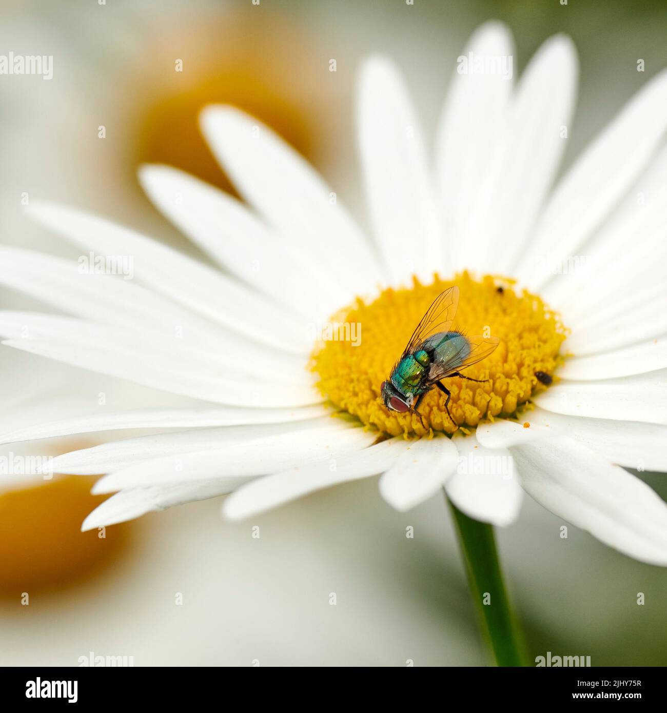 Fliegen bestäuben eine weiße Gänseblümchen Blume im Freien, gemeinsame grüne Flasche Bug. Nahaufnahme der Blasfliege, die Nektar aus dem gelben Stempel auf einem marguerite nährt Stockfoto