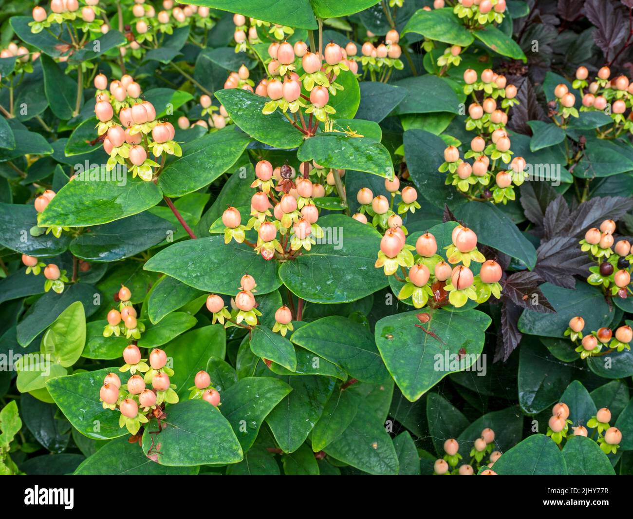 Tutsan Pflanze mit Beeren und grünen Blättern Stockfoto