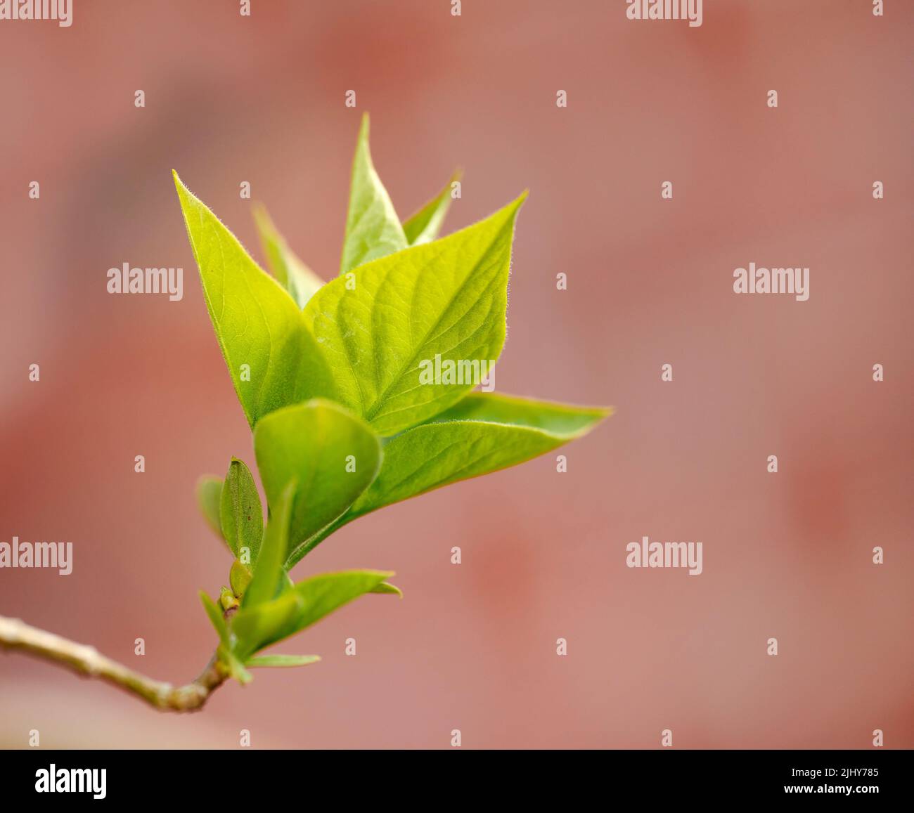 Blooming du zhong wächst auf einem Baum in einem Garten oder Hinterhof. Nahaufnahme einer hübschen grünen Eucomia, die in der Natur mit leuchtenden, lebendigen Blättern sprießt Stockfoto