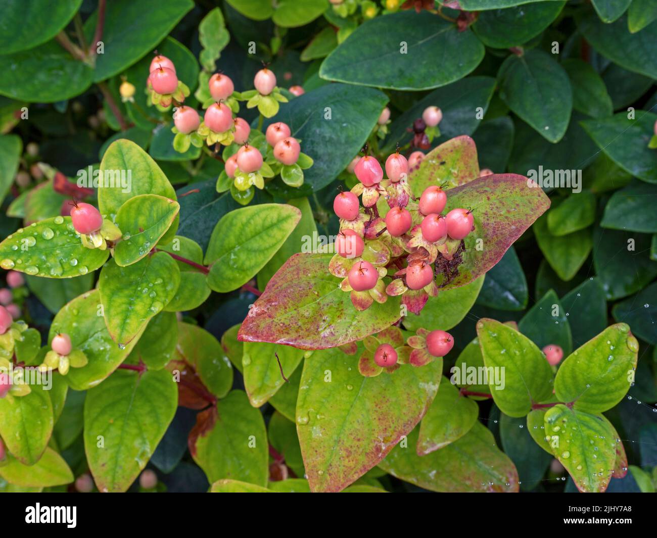 Tutsan Pflanze mit Beeren und grünen Blättern Stockfoto