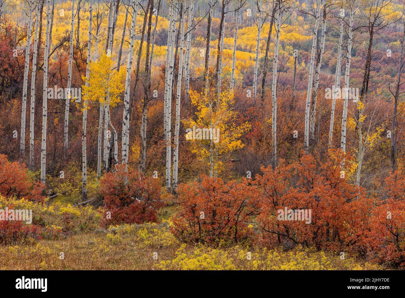 Herbstfarben entlang der Kebler Pass Road, Gunnison County, Colorado Stockfoto