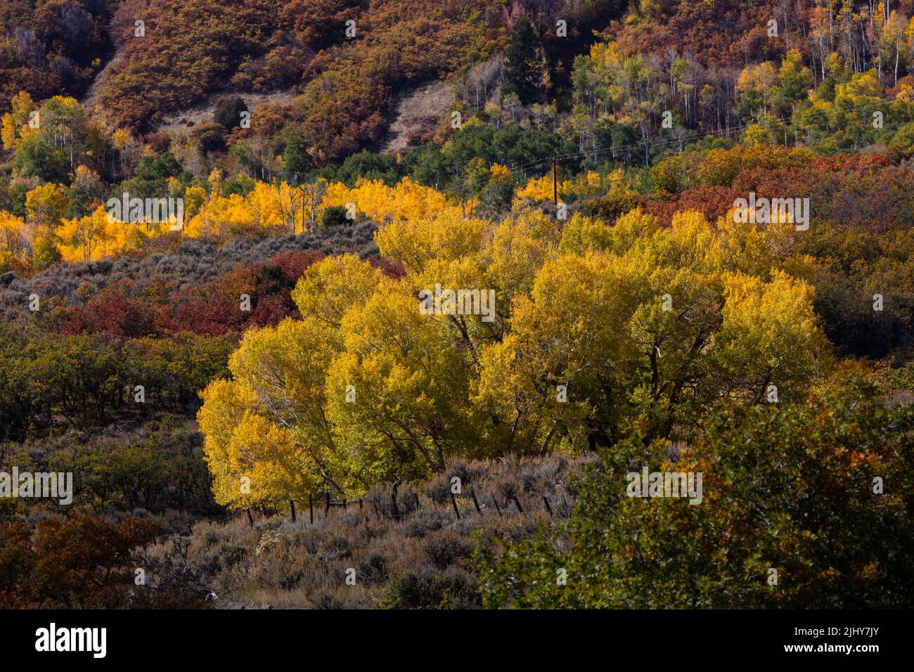 Herbstfarben entlang der Big Cimarron Road, Montrose County, Colorado Stockfoto
