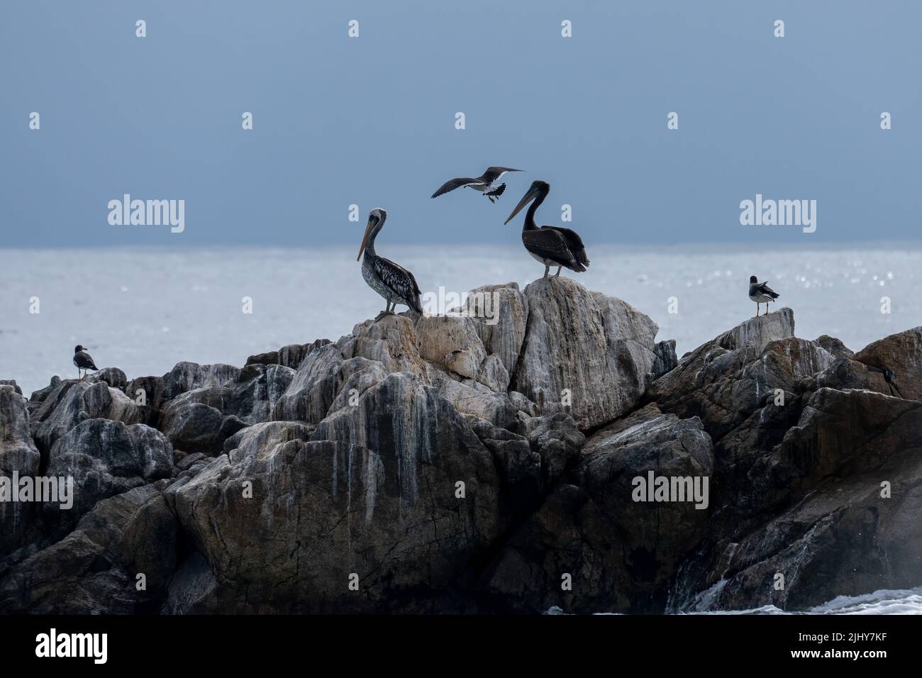 Peruanische Pelikane teilen sich Guano-gefärbte Felsen mit Belcher's Gulls am Ufer des Nationalparks Pan de Azucar in Chile. Stockfoto