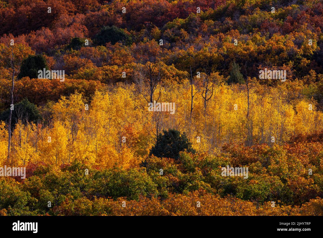 Aspen und buntes Laub im Herbst, Dallas Divide, Uncompahgre National Forest, San Juan Mountains, Colorado Stockfoto