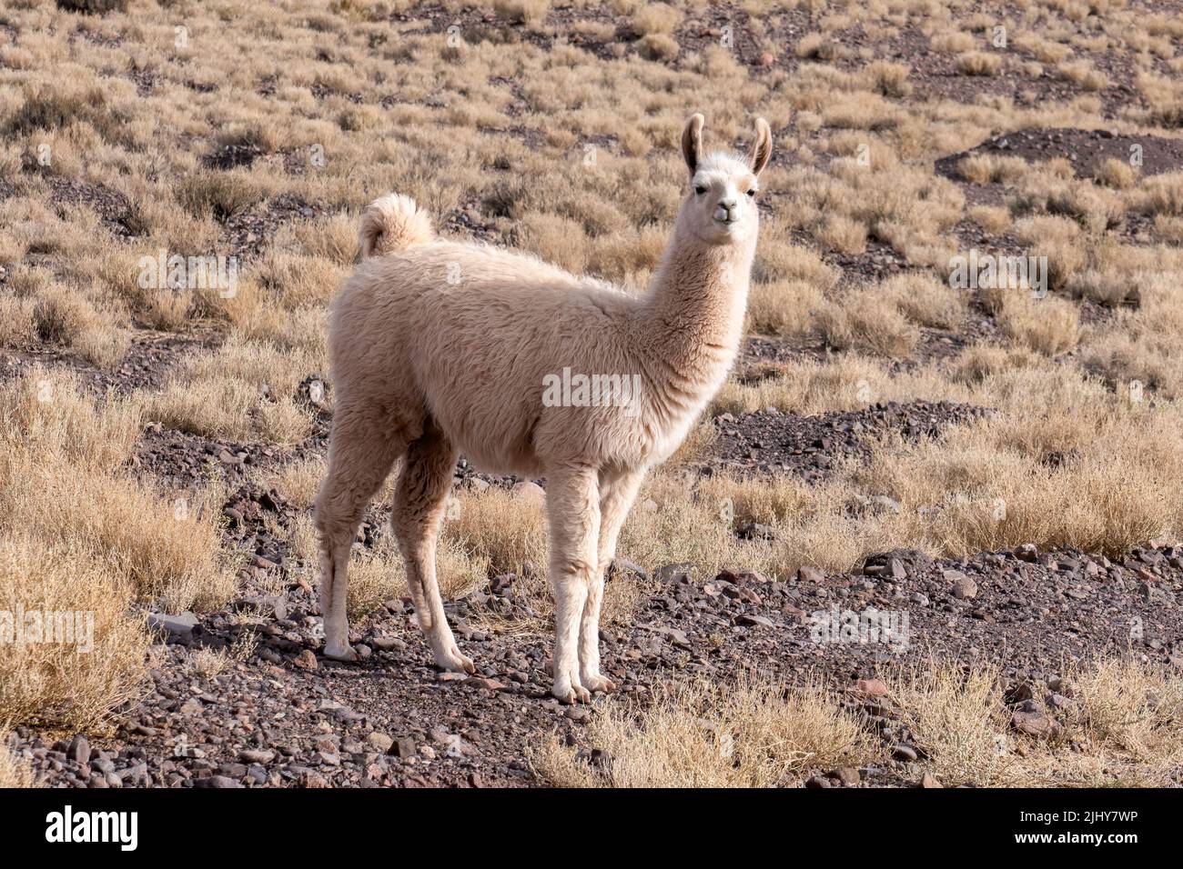 A llama, Lama glama, in der Atacama-Wüste bei San Pedro de Atacama, Chile. Stockfoto
